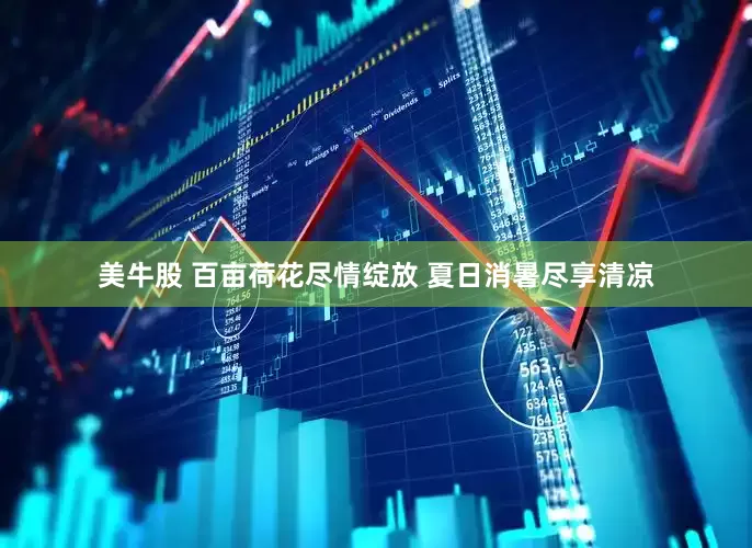 美牛股 百亩荷花尽情绽放 夏日消暑尽享清凉